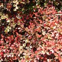 Cotoneaster horizontalis automne P27